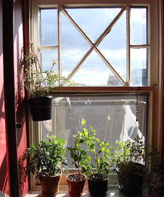 Looking out a kitchen window in Jersey City