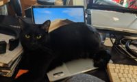 Nyxie the cat sits on a laptop