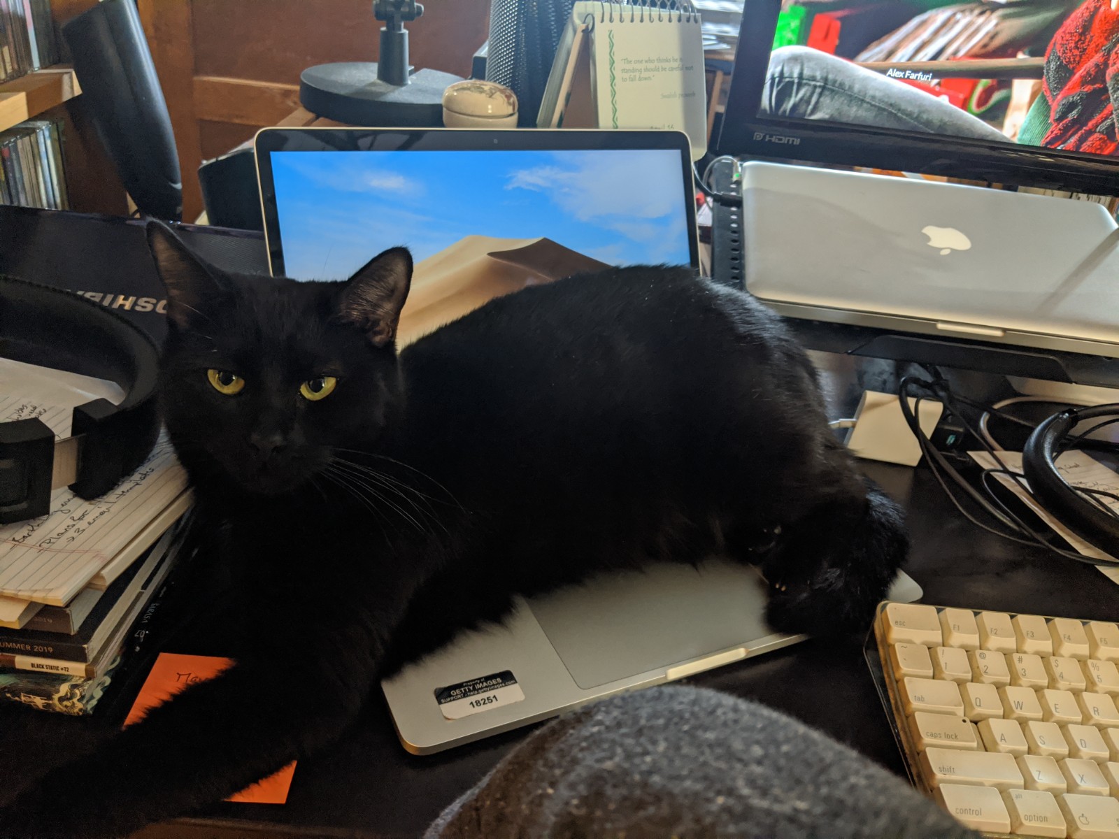 Nyxie the cat sits on a laptop